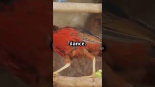 Mind Blowing Facts Golden pheasant shorts animals funfacts informative [upl. by Annez]