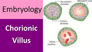 Chorionic Villus Explained A Quick Recap in Embryology [upl. by Patricio]