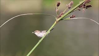 Alarm Call of Levaillants Cisticola  Blissful Birding  Bird Calls [upl. by Rowell]