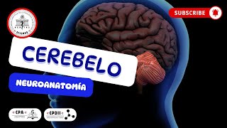 🤓Neuroanatomía del Cerebelo🤔 [upl. by Yoo304]