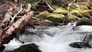 Peaceful Stream Sounds in Nature for Restful Sleep and Inner Relaxation [upl. by Isola]