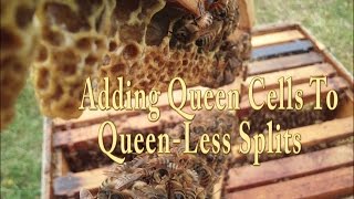 Splitting A Bee Hive And Adding Queen Cells [upl. by Ergener]