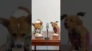 Talented dog  dog training  dog singing [upl. by Sine]