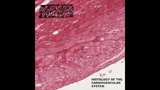 Histologist  Histology of the Cardiovascular System 2024 [upl. by Ahsak]