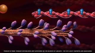 Muscle Contraction  Cross Bridge Cycle [upl. by Norrek]