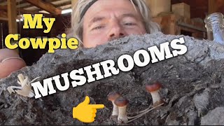 Are my Cowpie Mushrooms Psychedelic [upl. by Robin]