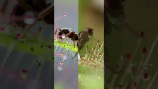 Sundew Carnivorous Plant Eating Insects shorts [upl. by Prichard]