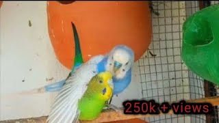 October 27 2023 Budgies mating  parakeet singing birds budgies nature [upl. by Alarise]