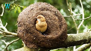 The Rufous Hornero Nesting  Engineer Bird Nesting [upl. by Jobyna518]