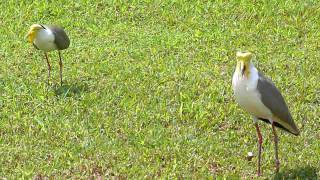 Masked Lapwing alarm call [upl. by Seroled]