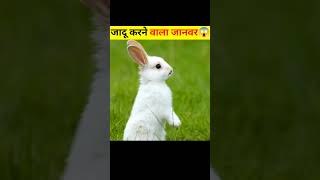 How Stoat Hypnotize Rabbit stoat खरगोश को कैसे सम्मोहित करता है  Animal Fact short theend [upl. by Hiroko]