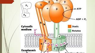 chemiosmotic ATP synthesis and ATP synthase Malayalam [upl. by Akihsat715]