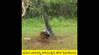 ತಿರುಗಿ ತಿರುಗಿ ಕರೆಯುತ್ತಿದೆ ಈ ನವಿಲು ಯಾರನ್ನು Crying Peacock [upl. by Stephi]