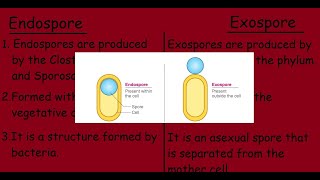 Endospore Vs Exospore Quick differences and Comparison [upl. by Eneleahcim]