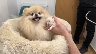 2 week update  My Pomeranian had a puppy [upl. by Milurd662]