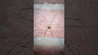 Opilio Canestrinii Harvestman On Wall In Mid November arachnids nature [upl. by Ahsiam]