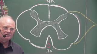 Anatomie Fonctionnelle de la moelle et des racines [upl. by Shaikh]