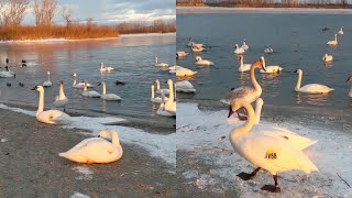 Swans Take Over Toronto Park And Make A Musical Performance [upl. by Acinomahs]