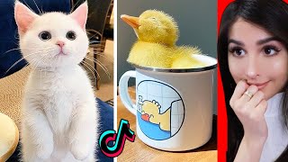 Cute Animals on Tik Tok That Will Make You Laugh [upl. by Smith]