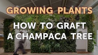 How to Graft a Champaca Tree [upl. by Lezti415]