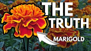 Why YOU Should Plant Marigolds EVERYWHERE [upl. by Reilamag577]