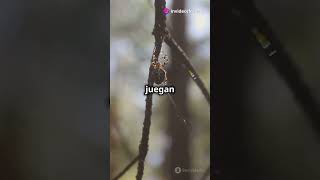 🕷️Arañas Las Guardianas de Tu Huerto [upl. by Avenej]