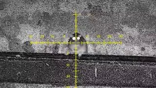 Pig Farm Ratting with FX Impact Air Rifle [upl. by Kerred72]