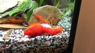 Crayfish molting [upl. by Ursala]