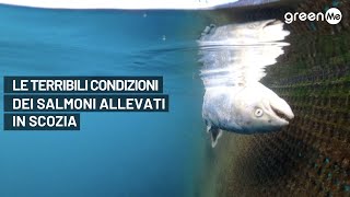 Le terribili condizioni dei salmoni allevati in Scozia [upl. by Jacquenette]