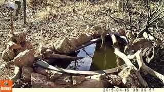 Australian native Antechinus jumping on a Hare and catching a Frog [upl. by Oibaf970]