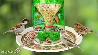 How To Make A Bird Feeder  DIY Homemade Plastic Bottle Bird Feeder [upl. by Airb]