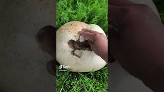 ROTTEN Puffball mushroom puffballmushrooms [upl. by Finn]