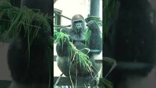 The coolest king gorilla ever 🥰🥰🥰 Animal video 2024 Shorts [upl. by Mcnelly]