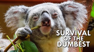 Koalas When Stupidity is a Survival Strategy [upl. by Aneeg599]