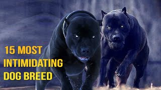 15 Most Intimidating Dog Breeds [upl. by Carper]