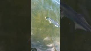 Topwater Fishing Gator Biuefish [upl. by Struve326]