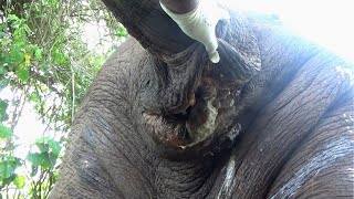 Humanity Wildlife guardians treated Elephant suffering from maggot infested Abscess in the anus [upl. by Emmalyn33]