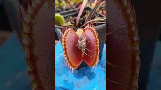 😂Venus Plant Eating and Pooping😱 nature wildlife viralshorts shorts youtubeshorts funny [upl. by Kcerred]