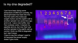 DNA degradation  Gel electrophoresis [upl. by Bamford70]