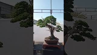 BONSAI CEMARA SINENSIS [upl. by Risser]