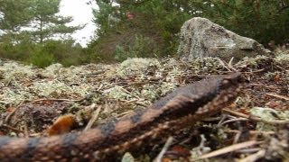 Grosse vipère aspic en forêt de Fontainebleau [upl. by Teik]