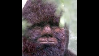 Is Todd Standing a Hero or a Hoaxer Lets find out Is this Bigfoot [upl. by Htaek]