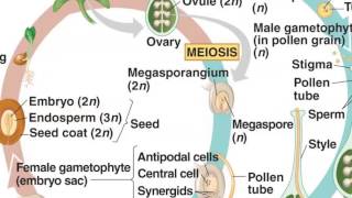 Angiosperm Life Cycle [upl. by Aneek]