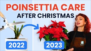 What To Do With Poinsettias After Christmas 🔔 Houseplant Care Tips  how to prune grow and bloom [upl. by Uok735]