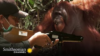 This Aggressive Male Orangutan Refuses to Be Sedated Orangutan Jungle School  Smithsonian Channel [upl. by Yentrok]