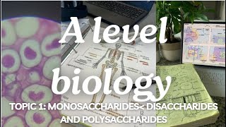 A level biology Edexcel A Topic 1 Monosaccharides Disaccharides and Polysaccharides [upl. by Fauver252]