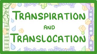 GCSE Biology  Transport in plants  Translocation Phloem and Transpiration Xylem 51 [upl. by Avir]