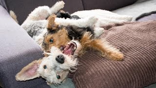 Bobby amp Maya  Welsh Terrier Puppy amp Wire Fox Terrier playing [upl. by Kramnhoj]