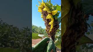 Bee swarm on a sunflower [upl. by Pytlik]