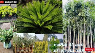 आज आपको हम दिखाते हैं आंध्र और कोलकाता की सभी वैरायटी याgardenplants wholesale nursery 6395718803 [upl. by Sorrows]